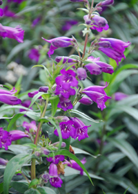 Penstemon x hartwegii 'Blue Midnight'